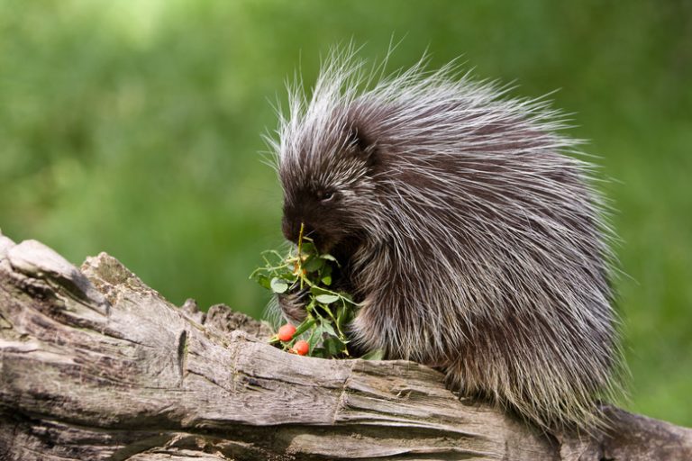 <h3>Comparing Porcupines and Hedgehogs</h3>