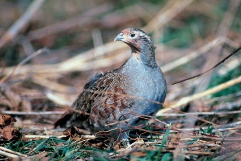 <h3>What Foods Do Partridges Consume?</h3>