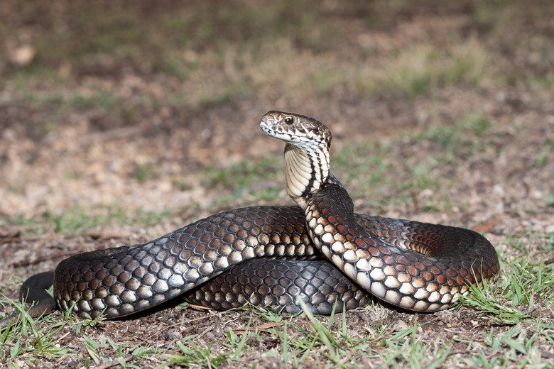 <h3>Copperhead Snakes in Upstate New York</h3>