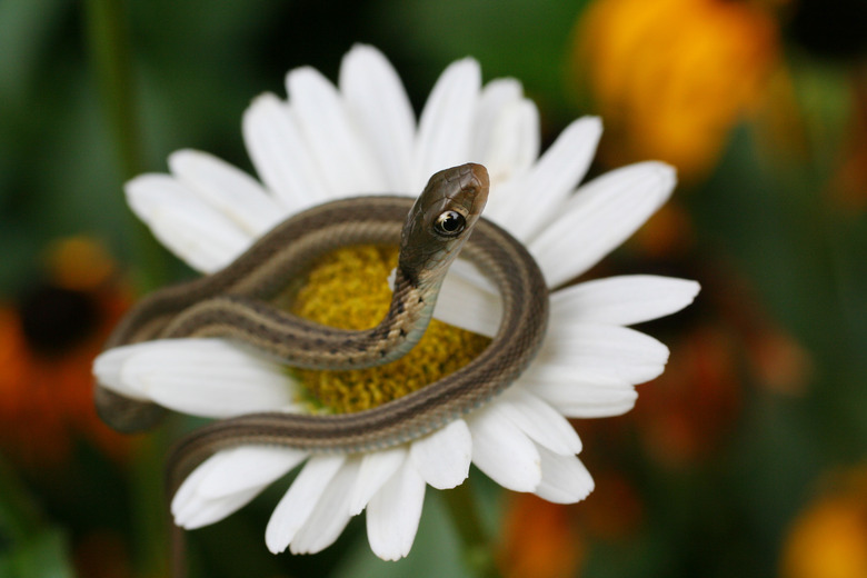 <h3>Brown Striped Snakes</h3>