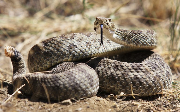 <h3>Distinguishing Between Bullsnakes and Rattlesnakes</h3>