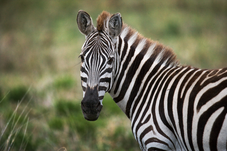 <h3>Exploring the Three Key Adaptations of Zebras</h3>