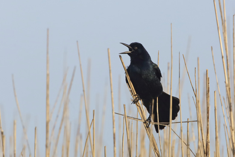 <h3>The Differences Between a Crow and a Grackle</h3>