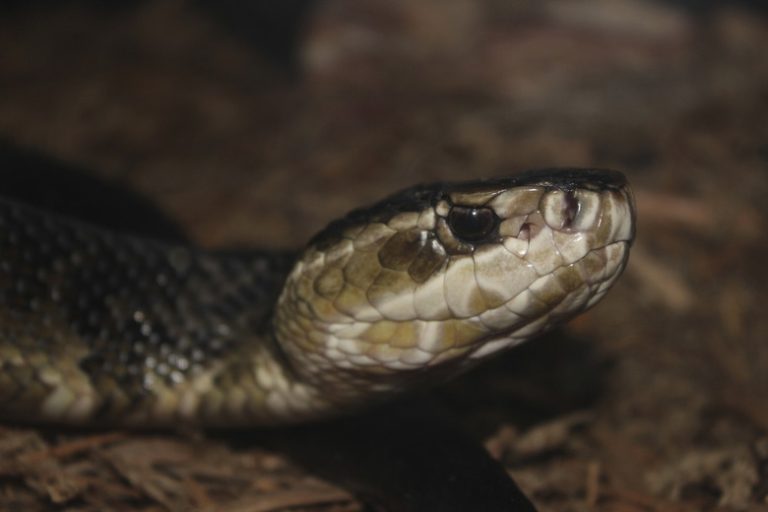 <h3>Identifying a Cottonmouth Snake</h3>