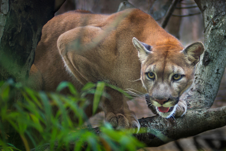 <h3>The Differences Between a Puma, a Cougar, and a Mountain Lion</h3>