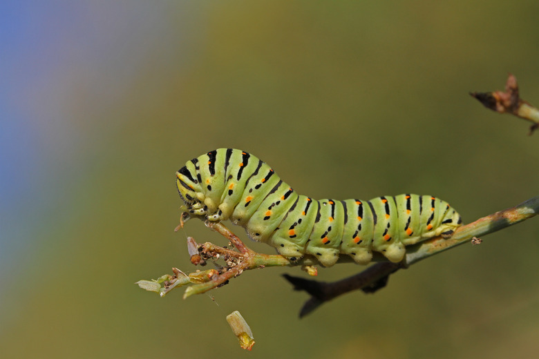 <h3>Identifying Worms and Caterpillars</h3>