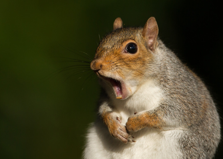 <h3>Identifying the Gender of a Squirrel</h3>