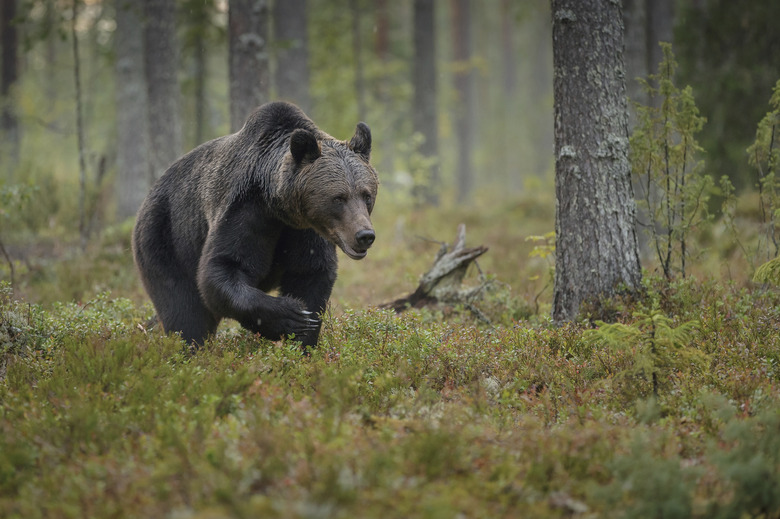 <h3>Flora and Fauna of the Taiga Biome</h3><br />