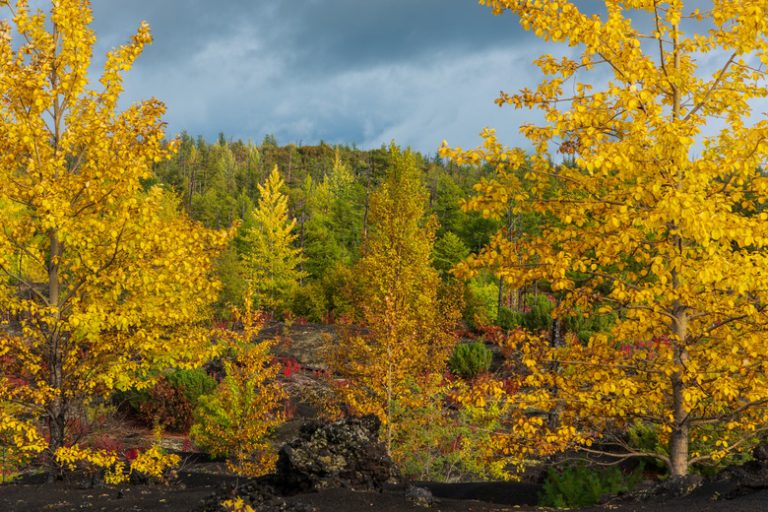 <h3>Herbivorous Animals of the Taiga</h3> <br /><h4>Exploring the Flora and Fauna of the Boreal Forest</h4>