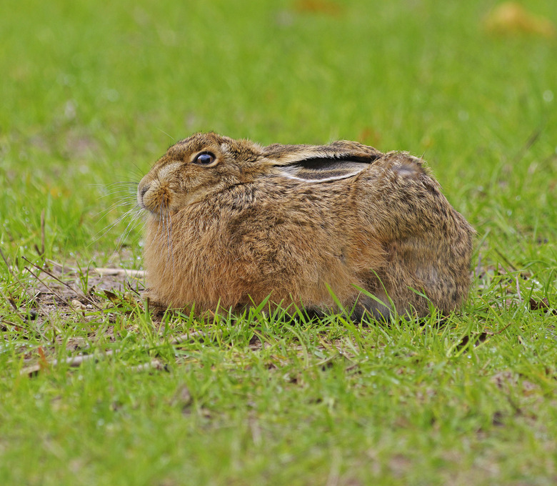 <h3>Predators of the Jackrabbit</h3>