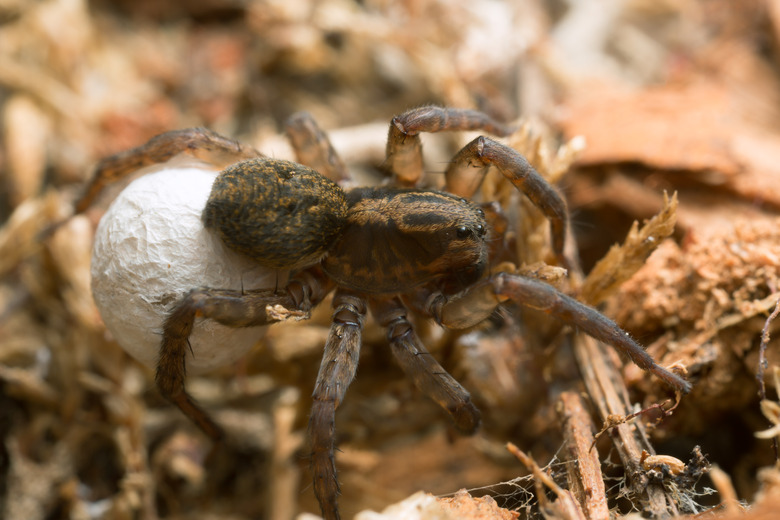 <h3>Discovery of Large Spiders in Indiana</h3>