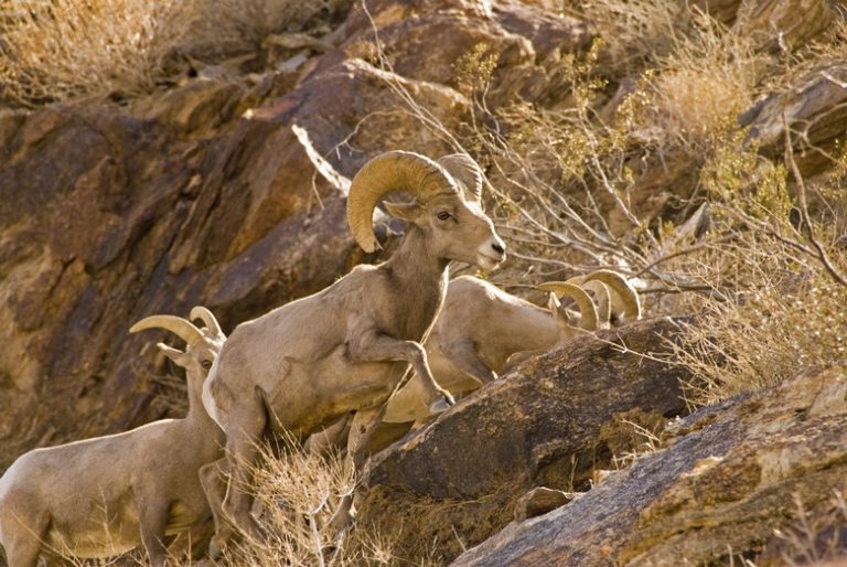 <h3>Endangered Desert Animals</h3>