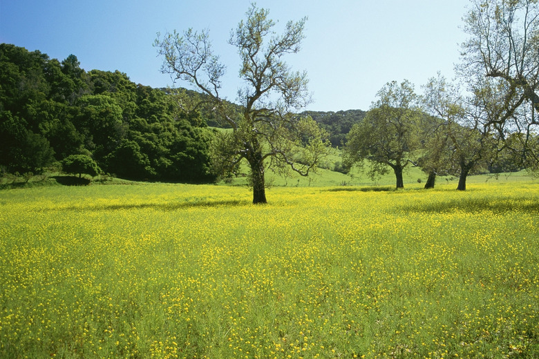 <h3>Understanding the Difference Between Trees and Plants</h3>