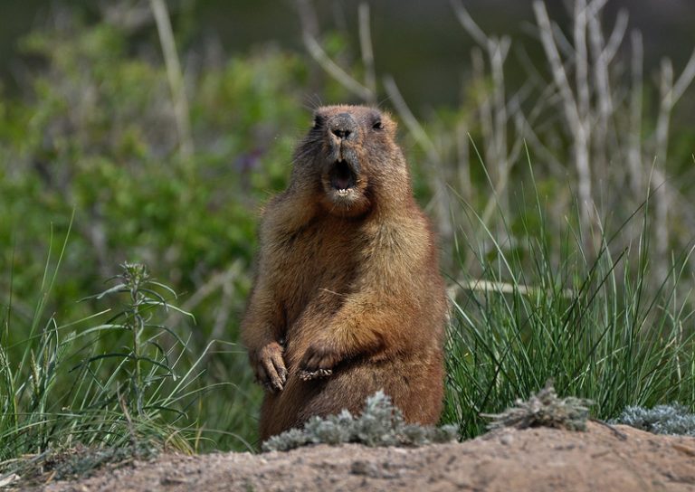 <h3>What is the Diet of Baby Groundhogs?</h3>