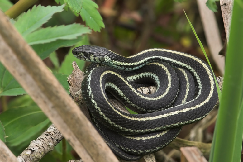 <h3>Understanding the Distinction Between Garter Snakes and Garden Snakes</h3>