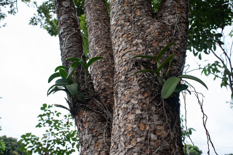 <h3>Exploring the Symbiotic Relationship Between Orchids and Trees</h3>