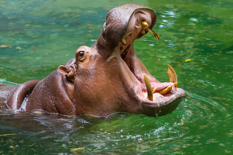 <h3>Hippopotamus Adaptations</h3> <br /><h4>Exploring the Unique Traits of Hippos</h4>