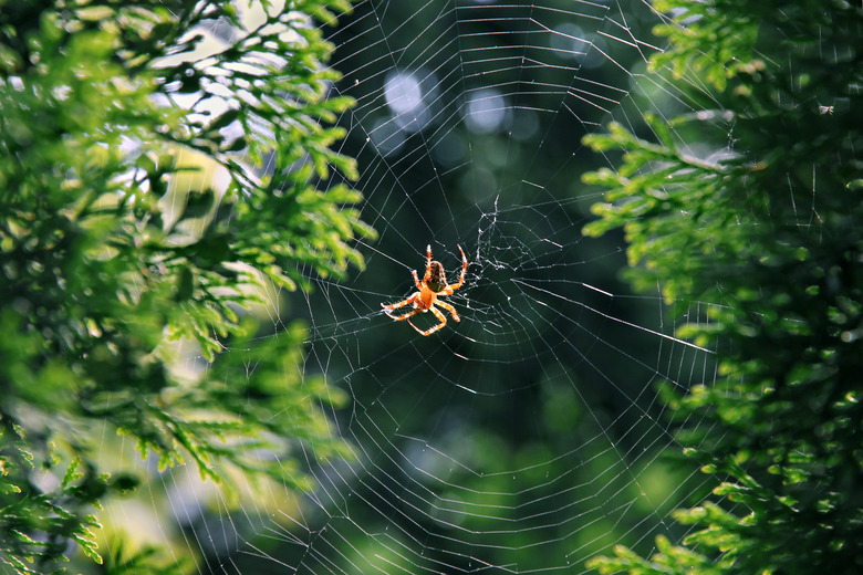 <h3>The Differences Between Male and Female Spiders</h3>