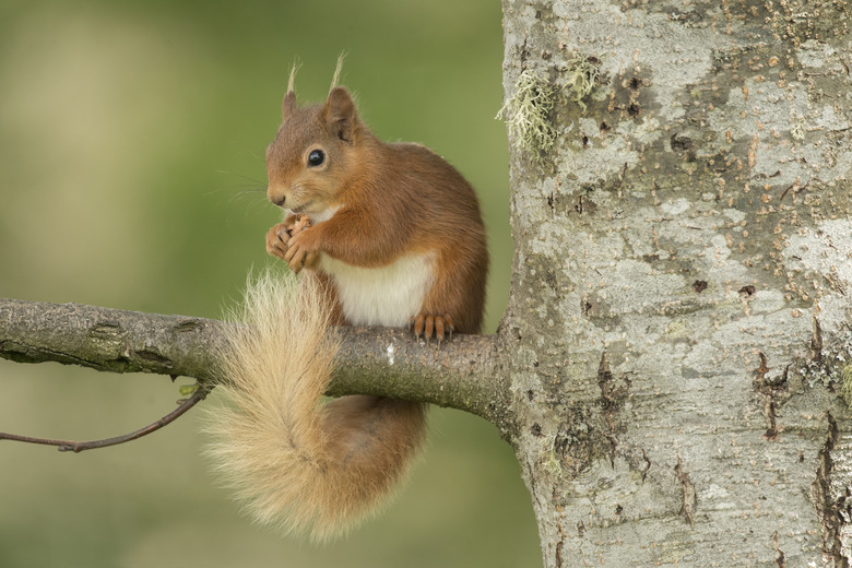 <h3>Understanding the Squawking Behavior of Squirrels in Trees</h3>