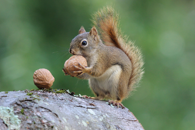 <h3>Adaptations of Plants and Animals in Temperate Forests</h3>