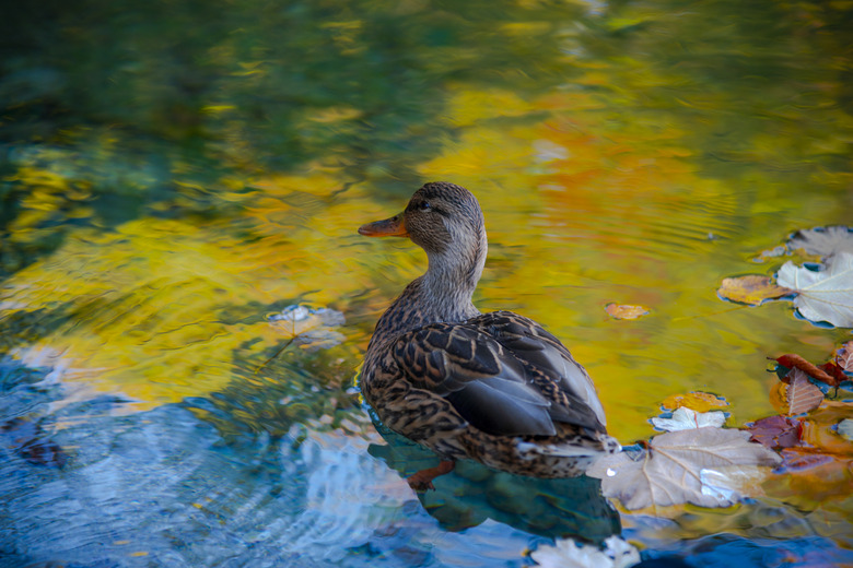 <h3>Guide to Freshwater Ducks</h3> <br /><h4>Sciencing</h4>