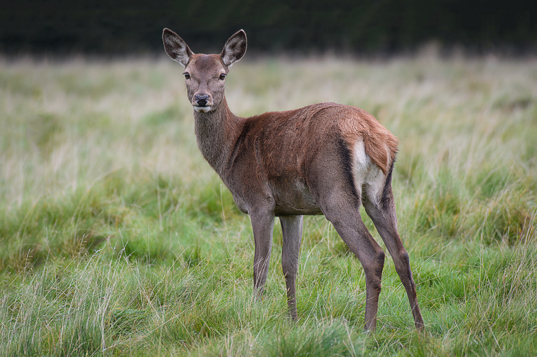 <h3>Identifying Female Deer</h3>