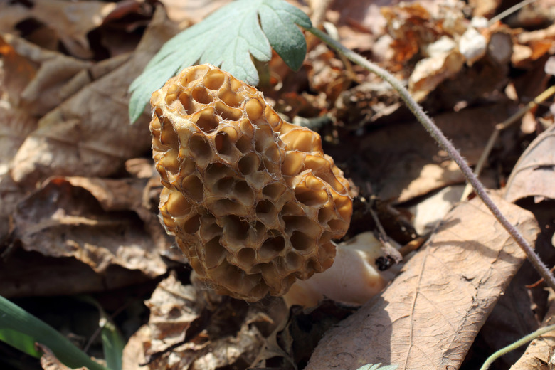 <h3>Discovering Edible Wild Mushrooms in Illinois</h3>