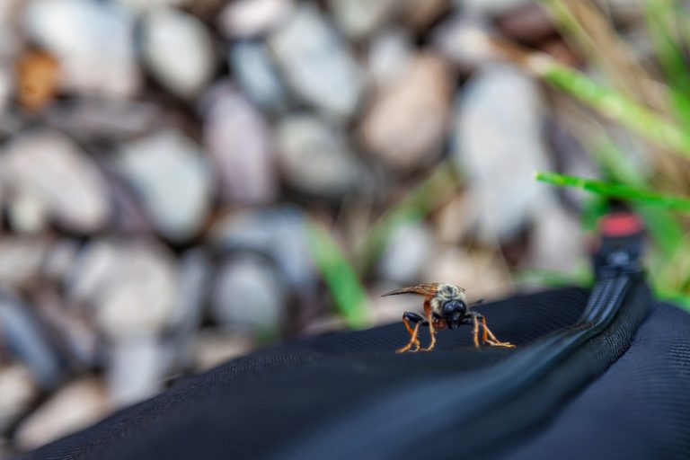 <h3>What Draws Horseflies? | Sciencing</h3>