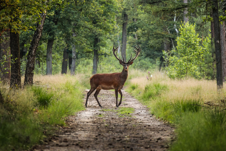 <h3>What Causes Velvet to Form on Deer Antlers?</h3>