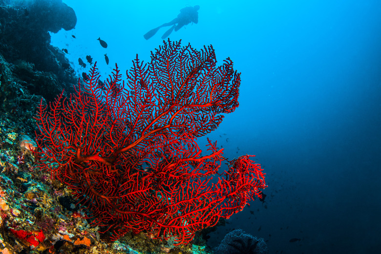 <h3>Trophic Levels of Coral Reefs</h3>