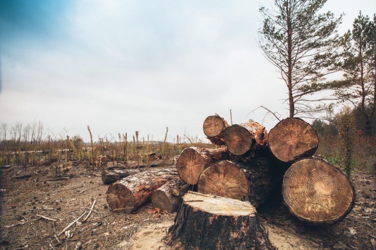 <h3>Advantages and Disadvantages of Clear Cutting</h3>