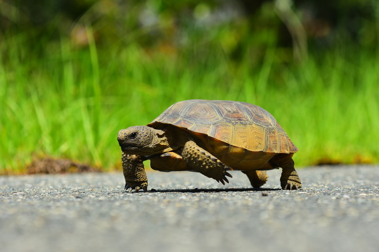 <h3>Identifying Florida Land Turtles</h3>