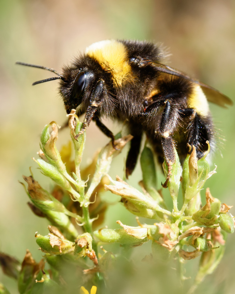 <h3>Identifying Male and Female Bumble Bees</h3>