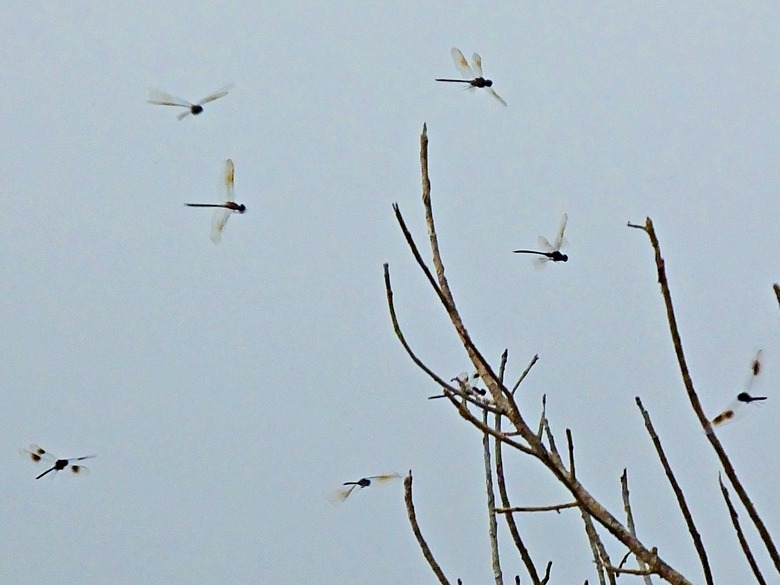 <h3>Understanding the Swarming Behavior of Barn Swallows and Dragonflies</h3>