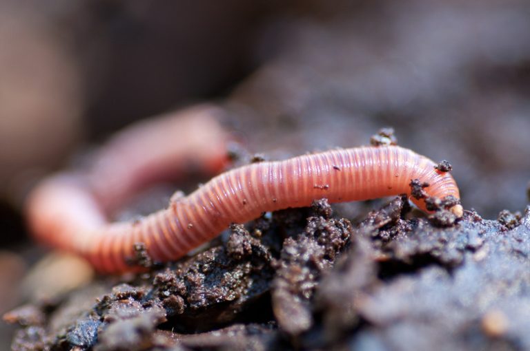 <h3>Understanding the Heart Structure of Earthworms</h3>