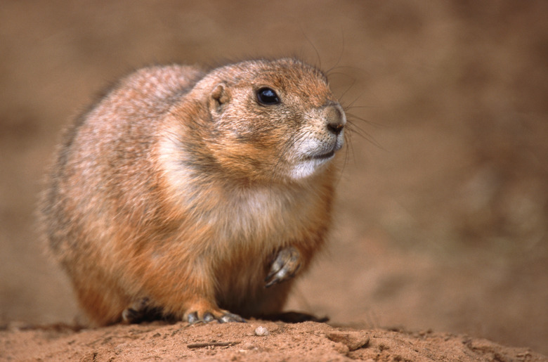 <h3>Understanding the Distinctions Between Groundhogs and Prairie Dogs</h3>