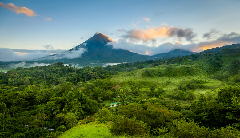 <h3>Flora and Fauna of the Central American Rainforest</h3>