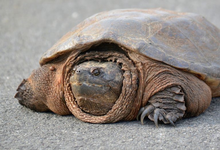 <h3>Determining the Age of Snapping Turtles</h3>