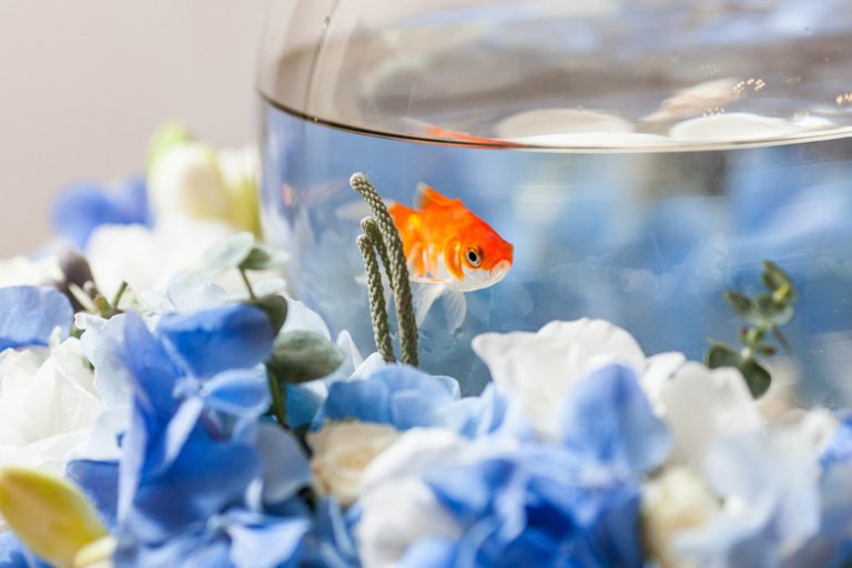 <h3>Creative Science Fair Project Ideas About Fish</h3>