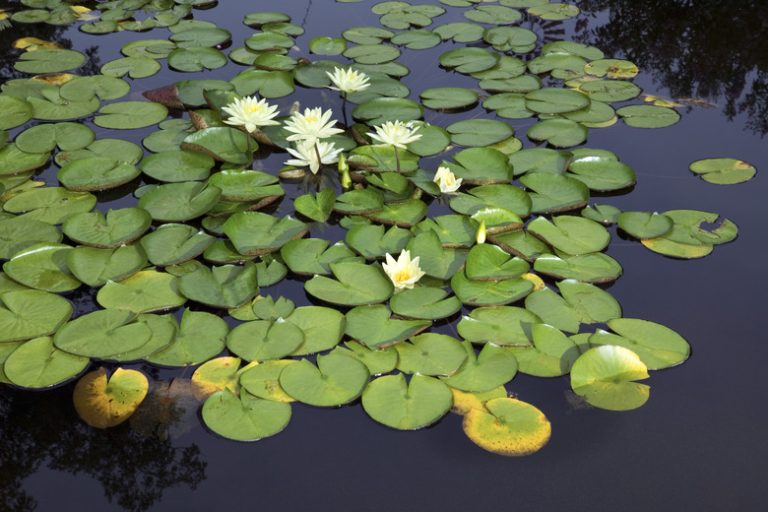 <h3>Adaptations of Water Lilies</h3> <br /><h4>Exploring the Unique Features of Aquatic Plants</h4>