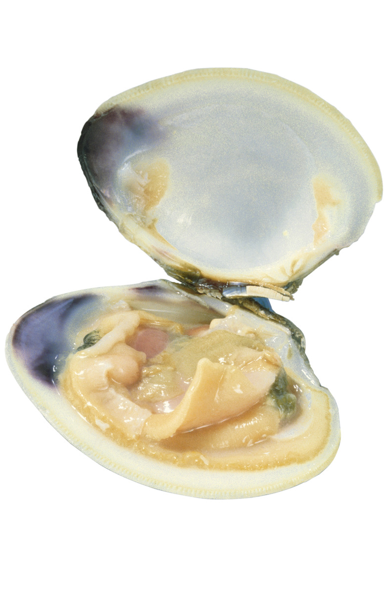 <h3>Interesting Facts About Clams</h3> <br /><h4>Discover the Fascinating World of Clams</h4>