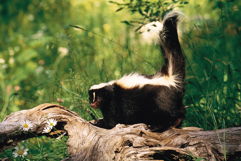 <h3>Understanding Skunk Mating Season</h3>