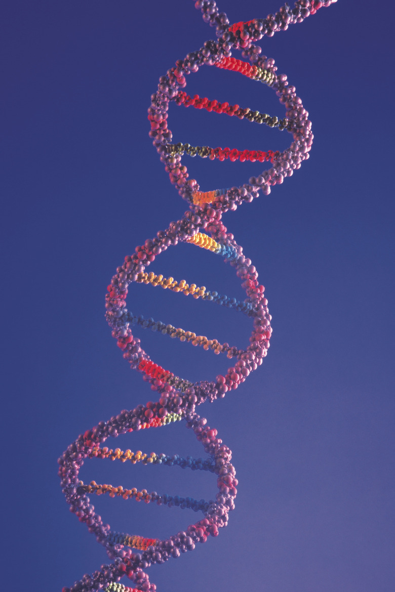 <h3>What Comprises the Rungs of the DNA Double Helix?</h3>