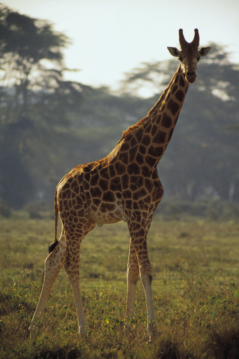 <h3>Creating a Giraffe Diorama</h3>