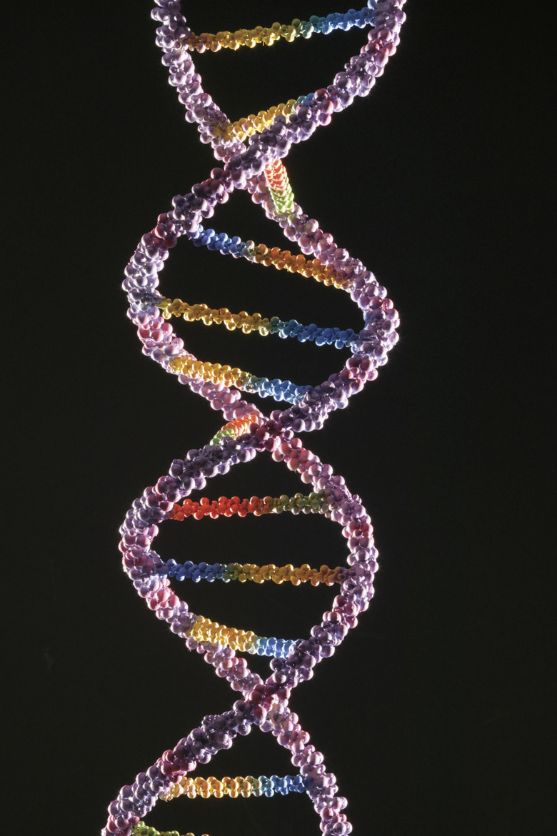 <h3>Names of DNA Strands</h3> <br /><h4>Sciencing</h4>