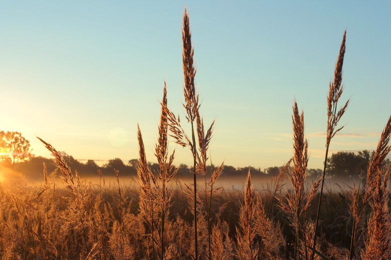 <h3>Plant Species Found in Grasslands</h3>