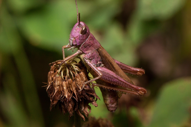 <h3>Understanding the Diet of Grasshoppers</h3>