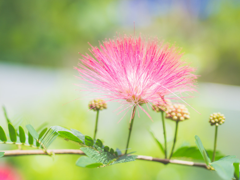 <h3>Toxicity of the Mimosa Tree</h3> <h4>Understanding the Risks</h4>