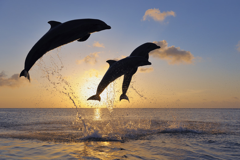 <h3>Exploring the Jumping Abilities of Dolphins</h3>