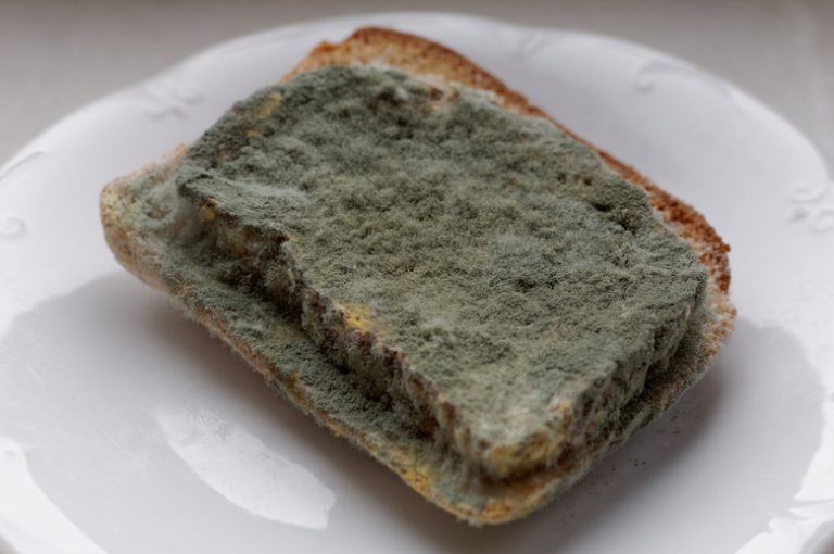 <h3>Understanding Mold Growth on Bread</h3>